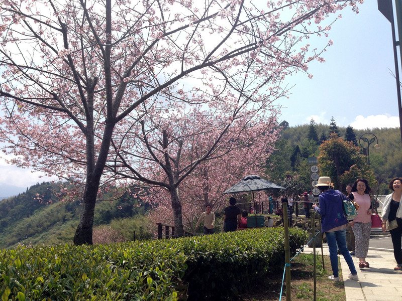 阿里山公路でソメイヨシノが満開に