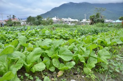 台湾の有機農業、日韓・東南アと交流