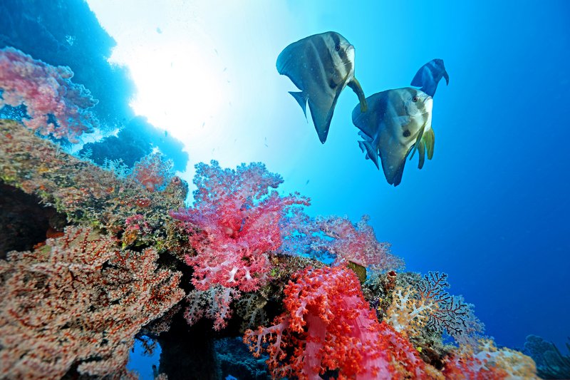 農委会：南沙諸島の生物データ共有を