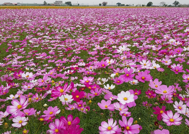 33ヘクタール花の海、雲林県莿桐郷で登場