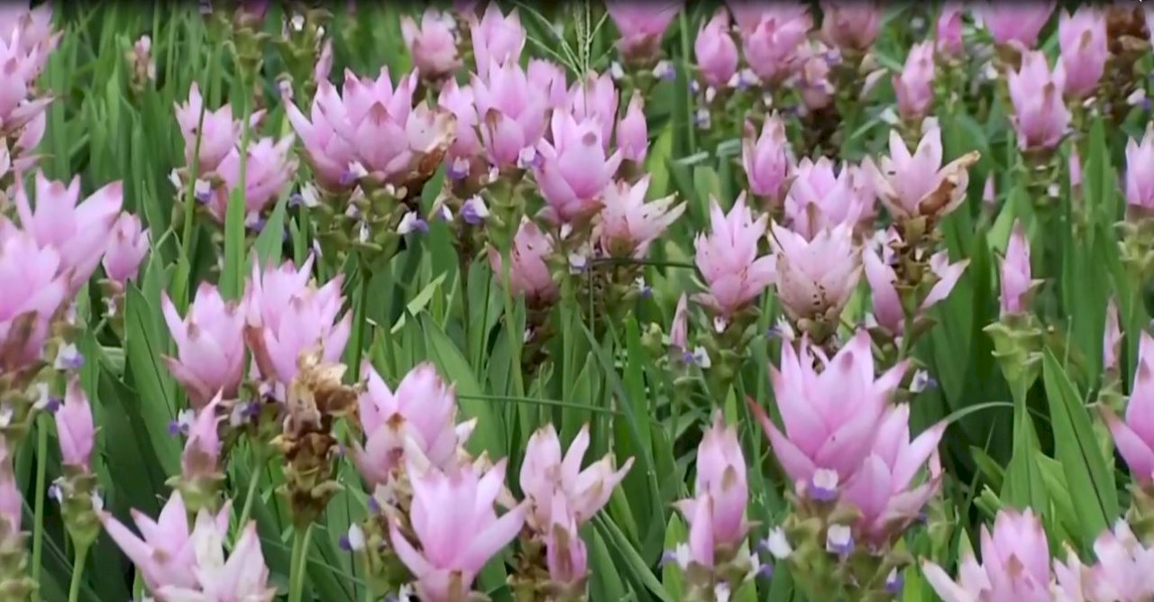 彰化に花見スポット新登場！恋の花が見頃