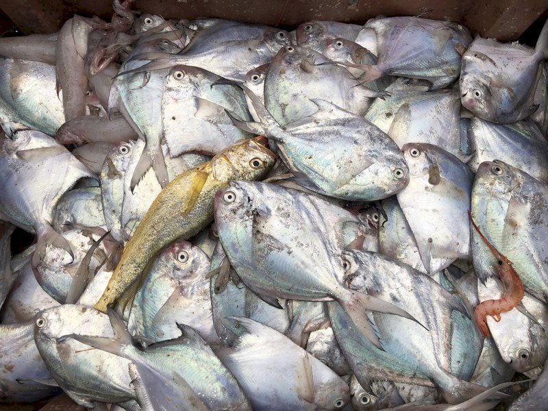 旧正月人気水産物：バナメイエビ高騰、マナガツオ値下がり