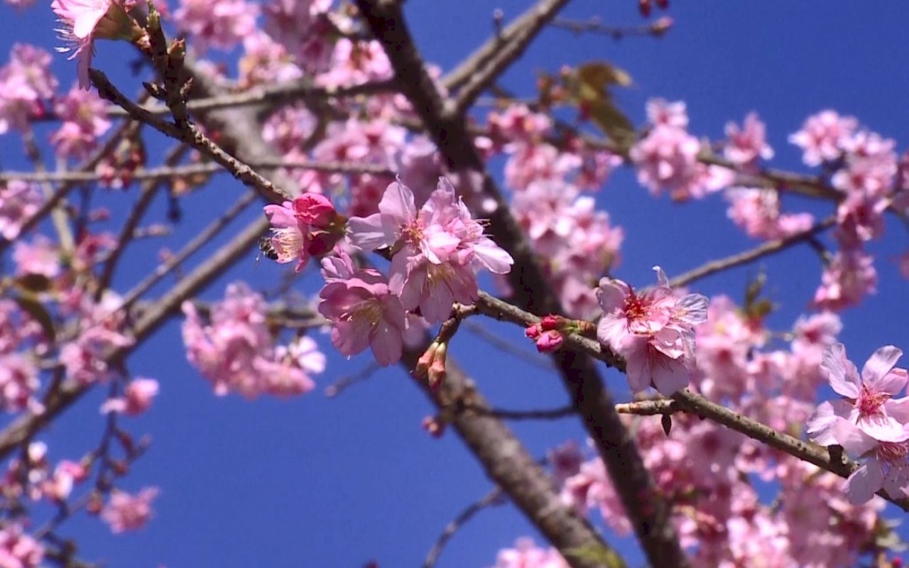 異常気象、六亀の梅と桃源の桜が開花