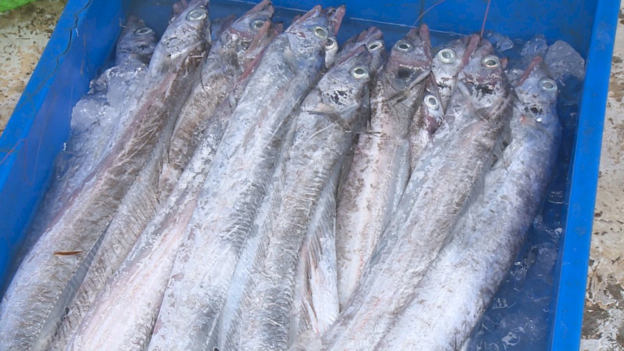 美味しい太刀魚が豊漁、旧正月為の稼ぎに