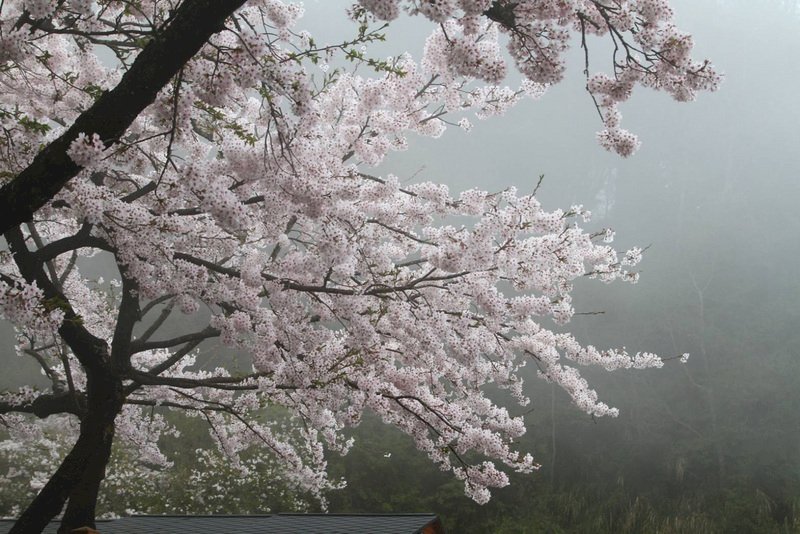 阿里山の桜が満開に、花見に高山茶最高！