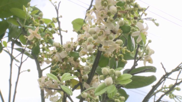 花蓮県文旦の花満開、季節限定の花茶も