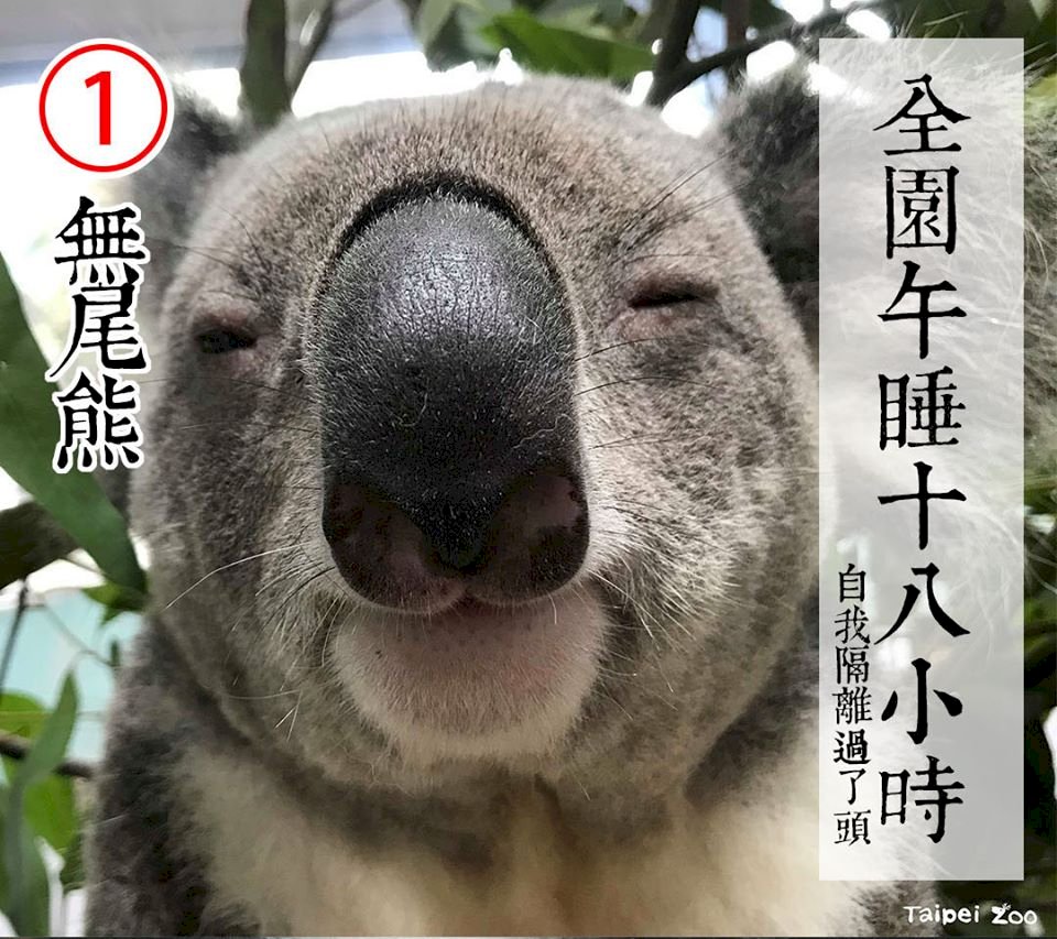 コアラやカピバラも争う動物園長の座、誰に一票入れるか