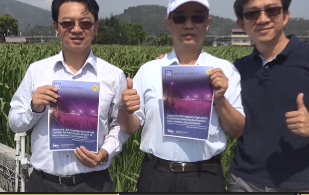 マコモダケの生産に紫色のLEDライトが効果、従来のナトリウムランプより環境保護・電気代節約