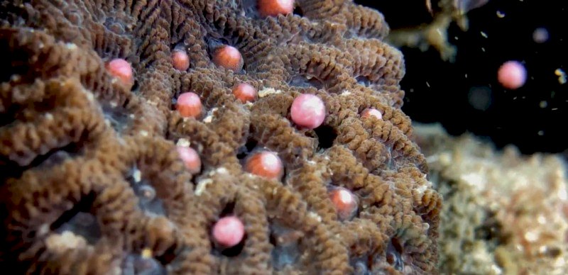 墾丁のサンゴが産卵、青い海がピンクに