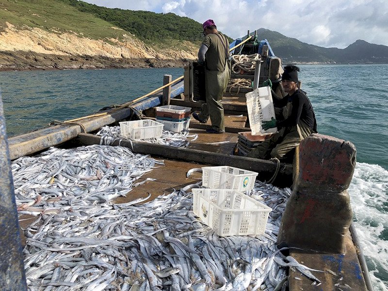 恒春に太刀魚が大出現、漁師たちも大集合