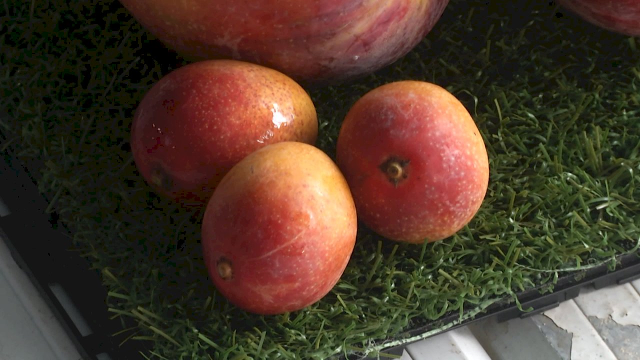 皮ごと食べられる！「パールマンゴー」人気爆発