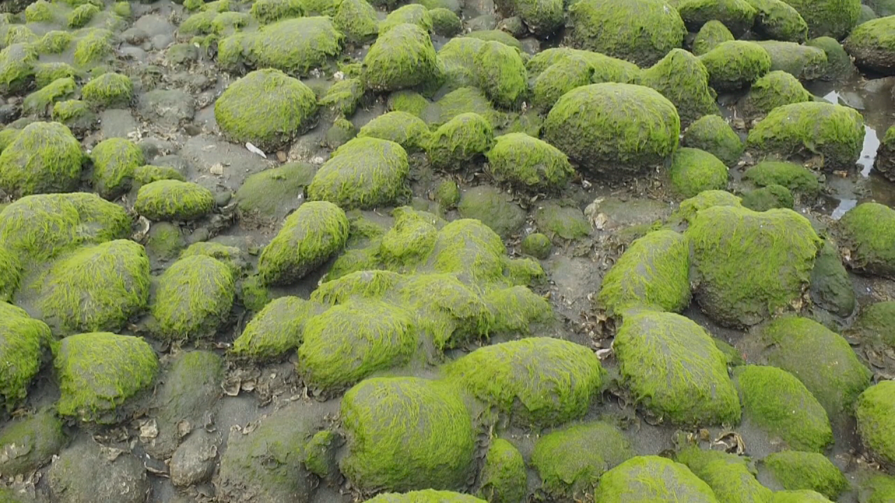 苗栗苑裡の海岸に珍しい「抹茶の絨毯」出現
