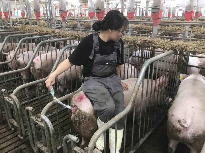 台湾産豚肉、今年下半期輸出再開の見通し