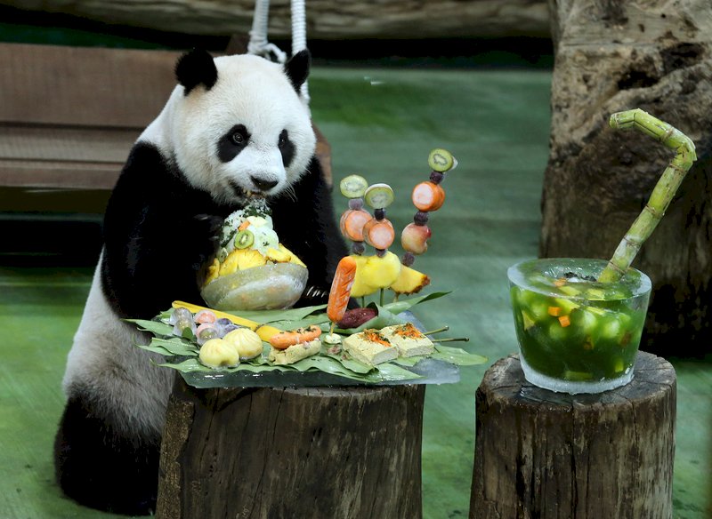 台湾初のパンダが7歳に、台湾美食風ケーキで祝う
