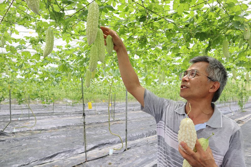 花蓮農改場が開発、苦くない「ゴーヤーアイス」