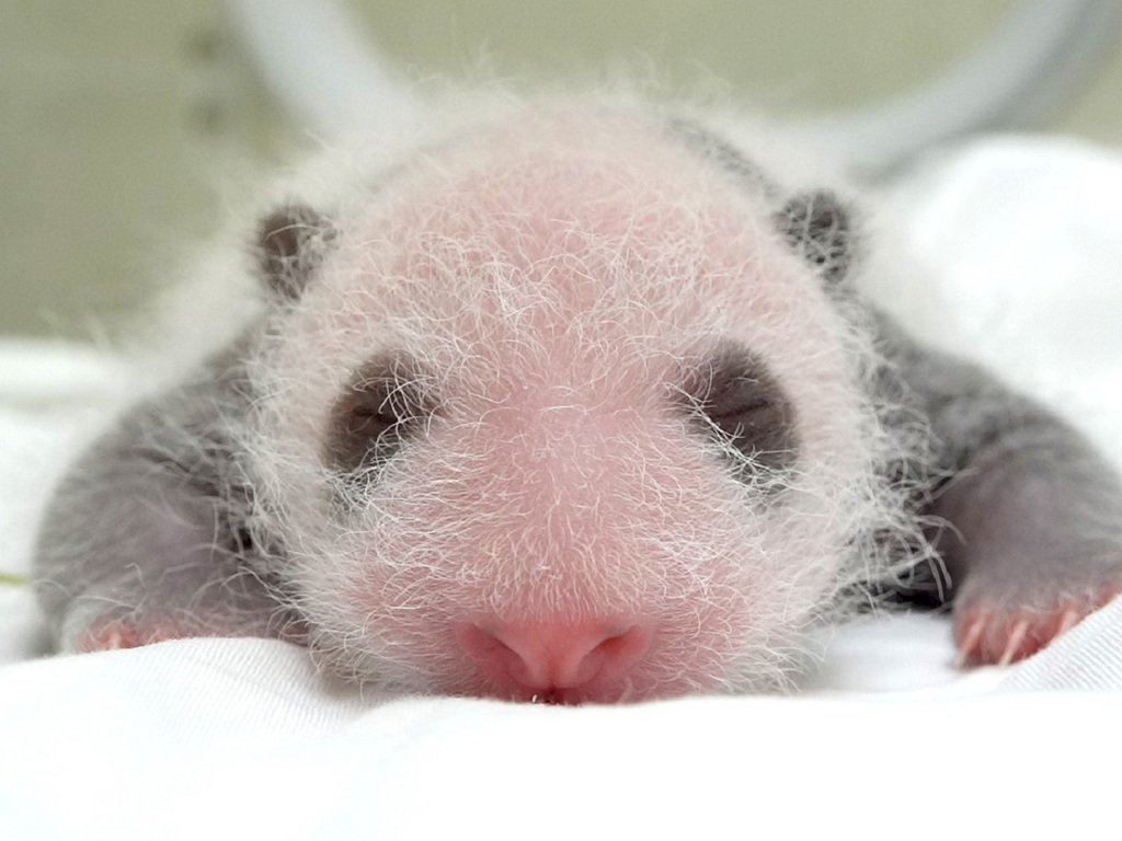 台湾生まれの二頭目パンダ、すくすく育っている