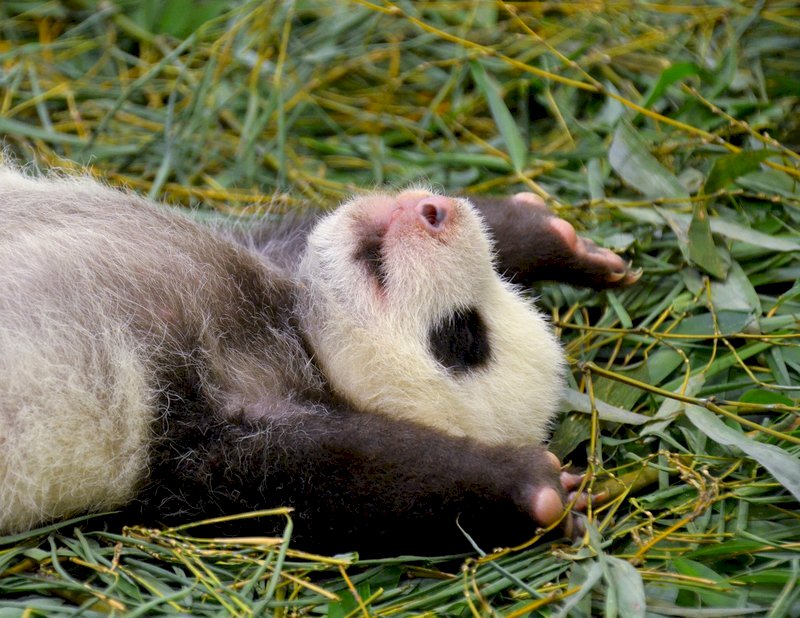 寝返り練習中の赤ちゃんパンダ、名前は30日に発表