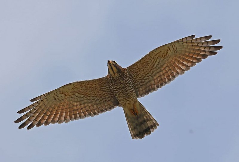 好天に恵まれ、墾丁通過の「国慶鳥」が過去31年最多