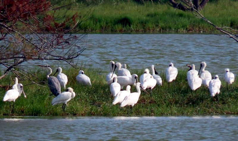 渡り鳥飛来、台湾南部で冬鳥シーズン！