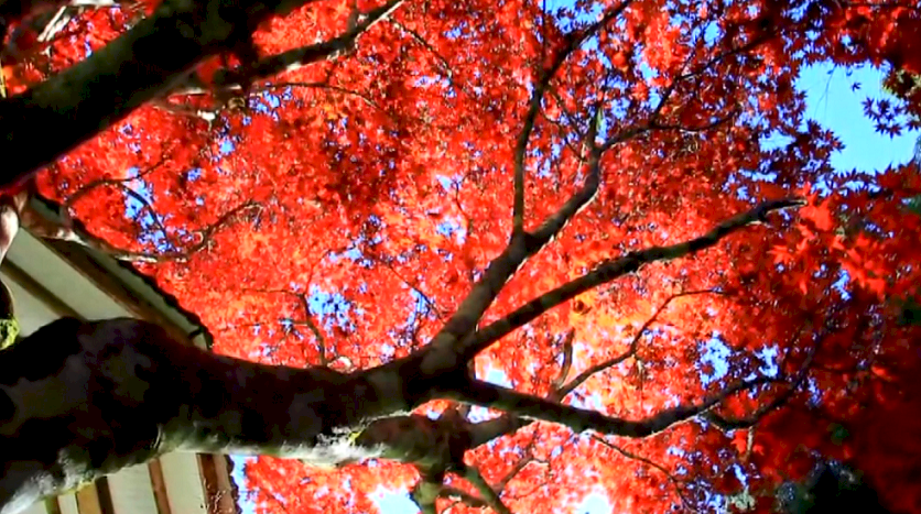 南投・杉林渓、紅葉の絶景が12月まで