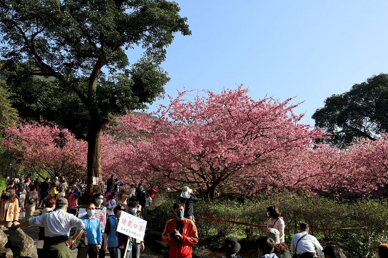 新北市淡水区の天元宮でサクラが満開、感染防止のため「来ないで」