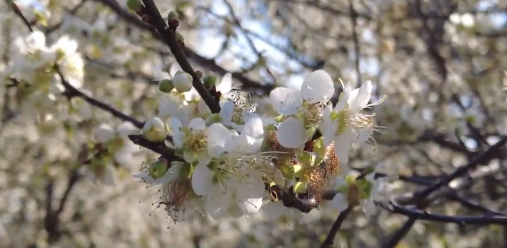 南投県、平地でも梅の花楽しめる