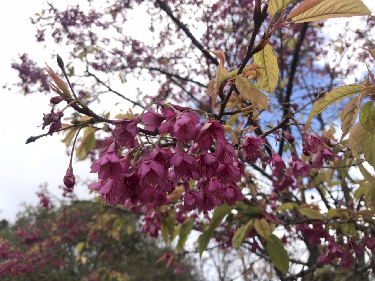 阿里山花祭り、3/10から