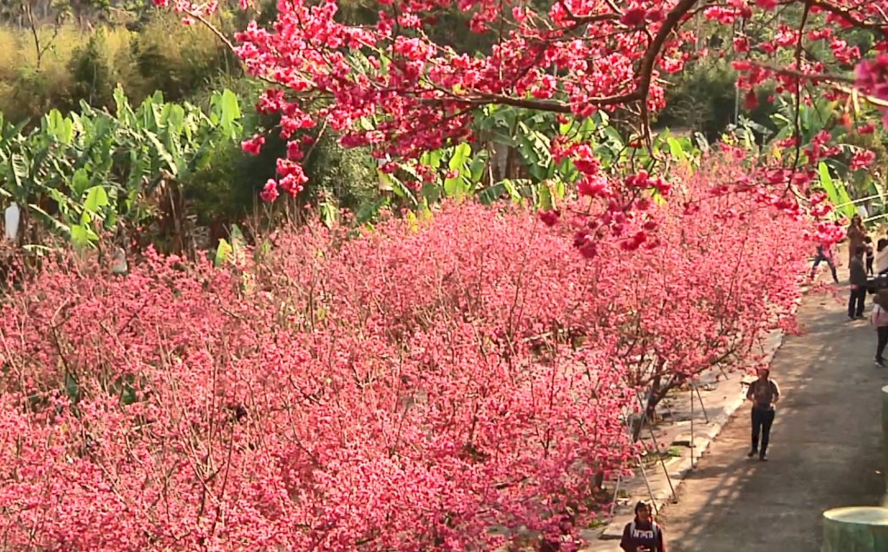 嘉義の半天岩紫雲寺で桜満開、今週が見頃