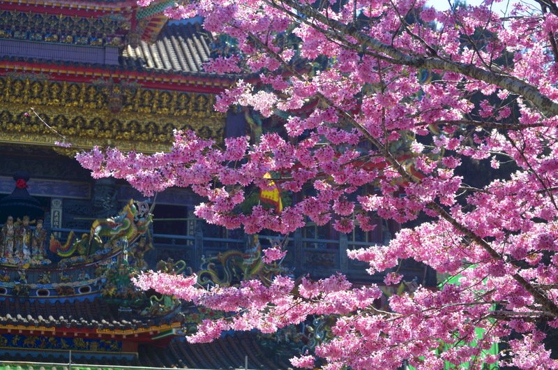阿里山花見シーズン4/10まで、桜の開花リレー