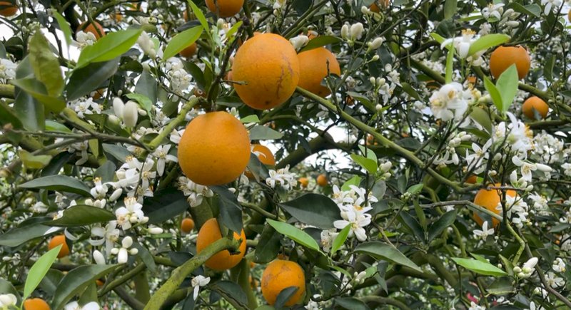 【台東県】花も果実も楽しめるバレンシアオレンジ、旬を迎える
