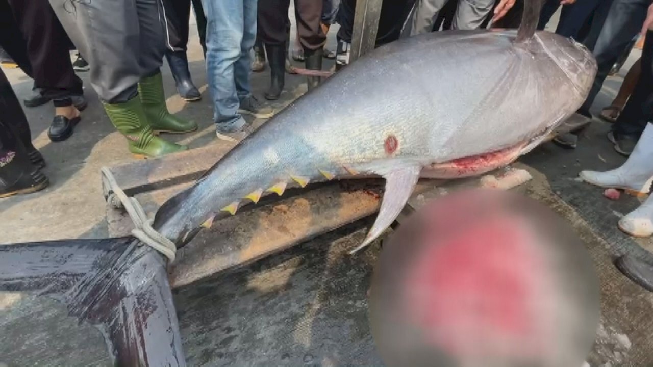 黒マグロシーズン到来、180キロ超今年の一番マグロ登場