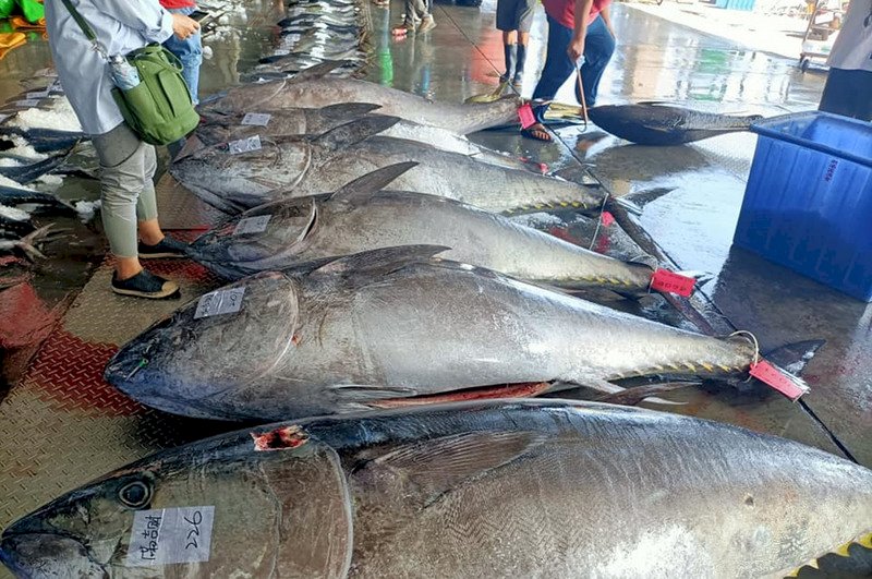 黒マグロ、漁獲量過去14年最多もコロナ禍で値崩れ