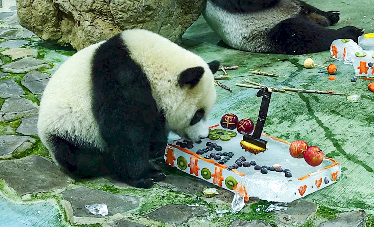 台北市立動物園のジャイアントパンダ「圓宝」、6/28一歳を祝う