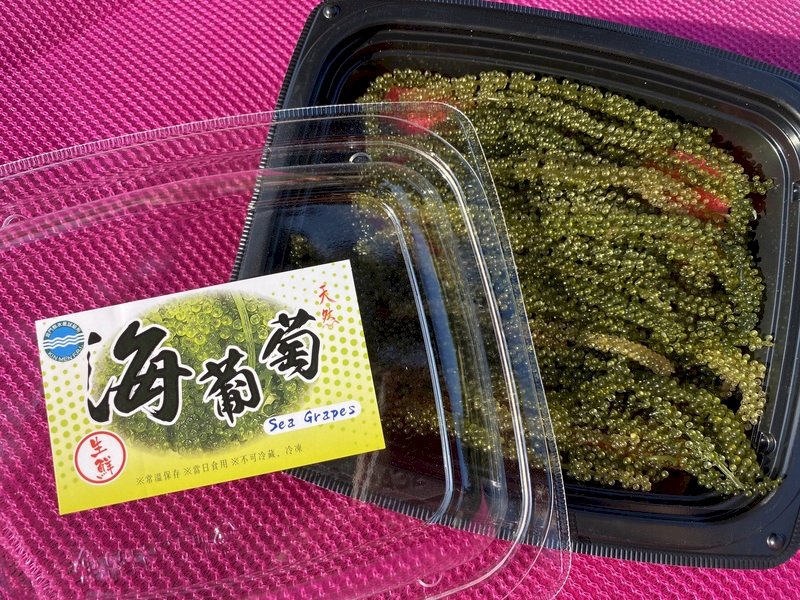 「グリーンキャビア」、金門県水産試験所が「海ぶどう」の養殖に成功