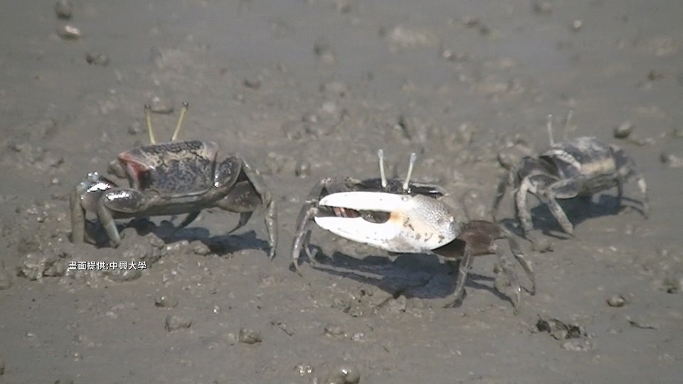 台湾固有種のカニ、絶滅の危機に瀕している