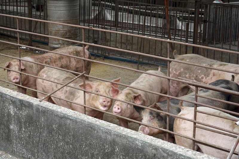 ラクトパミン豚肉でCPTPP加盟は？　王美花・経済部長「障害が除かれた」