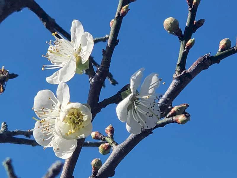 梅の花が満開、嘉義県の梅山公園で今後2週間が見ごろ