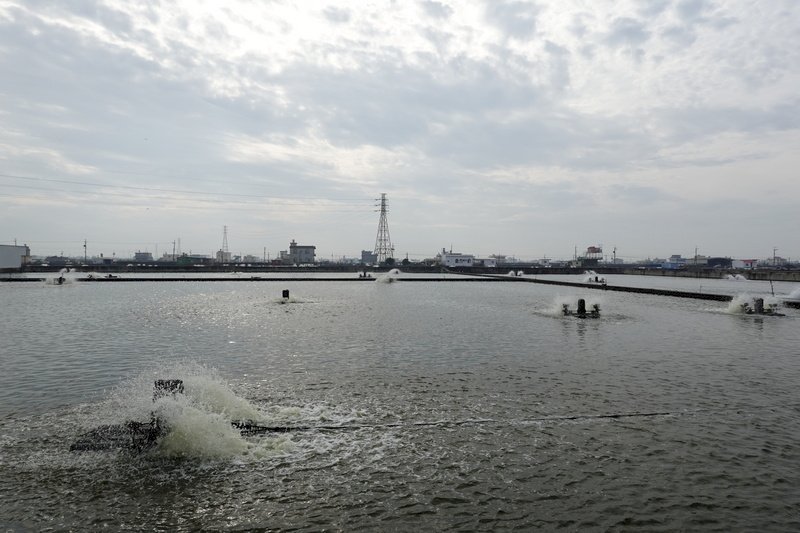 中国に禁輸された台湾ハタ業者、検査の結果全て合格