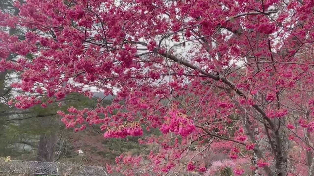 期間限定の美景、台中・武陵農場で桜と梅が見ごろ