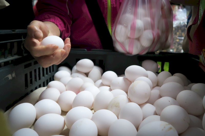 輸入鶏卵が2月下旬に到着、台湾の卵不足3月下旬にも解消か