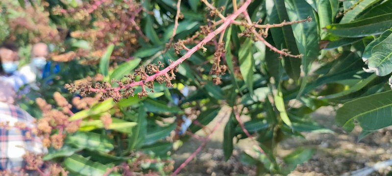 寒さで農業にダメージ、マンゴーに痛手