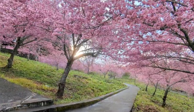 中部・福寿山農場、霧と桜が織りなす絶景
