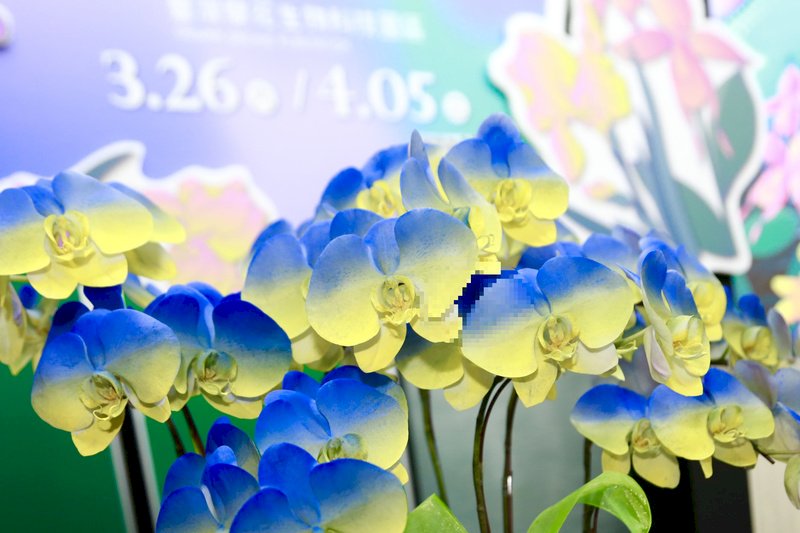 台湾国際らん展、3/26から　目玉はウクライナの国旗色のらん