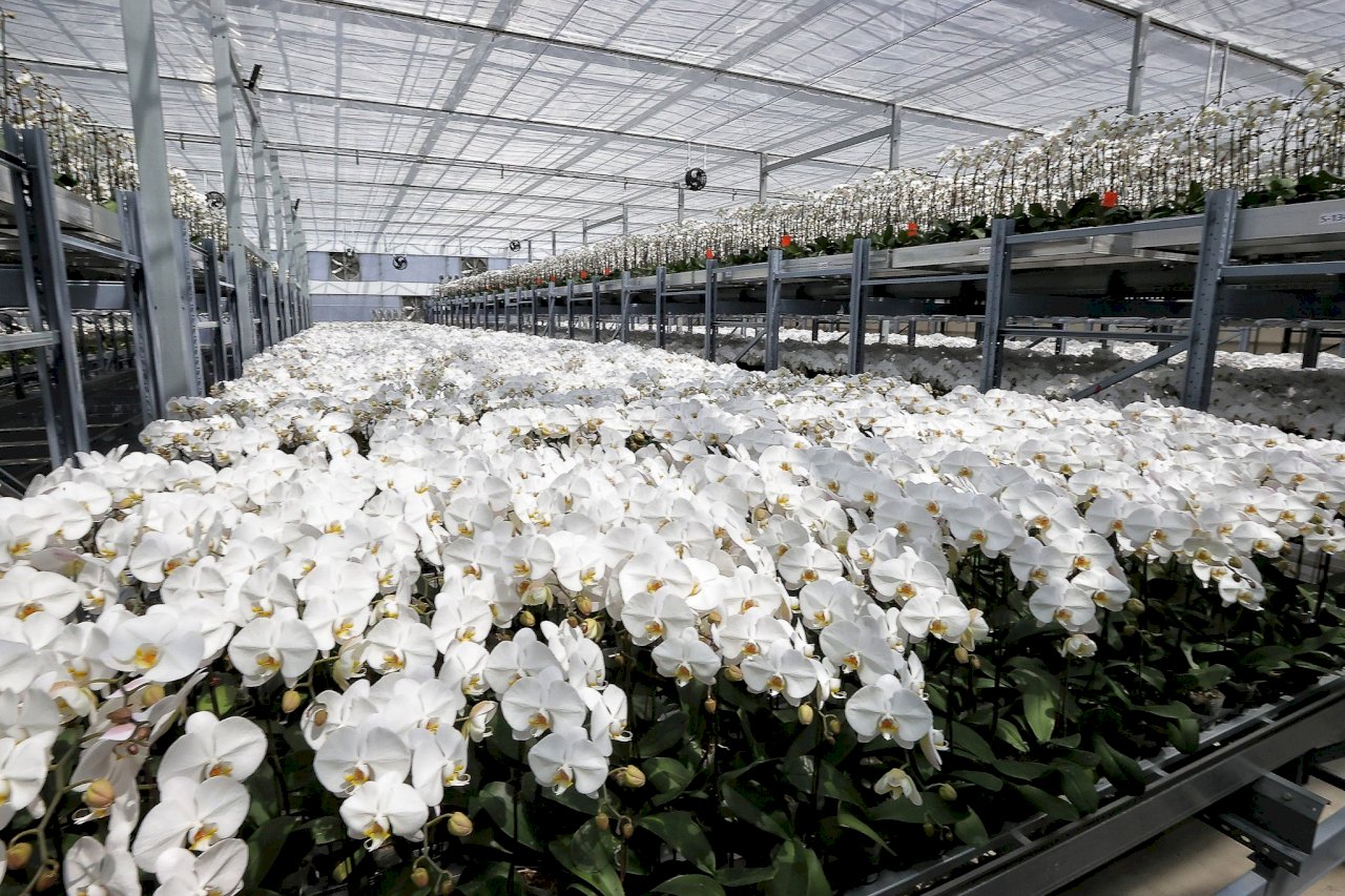 蔡・総統：ランの花は台湾の誇り、今後も世界一目指す