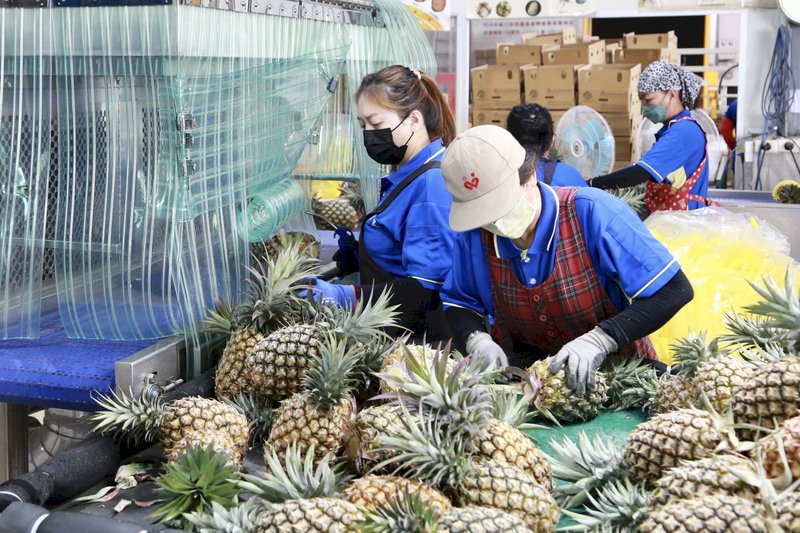 台南産パインが日本に初出荷、収穫最盛期を迎える