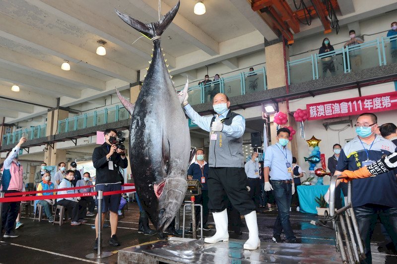 今季の宜蘭県初マグロ、総額約190万元で落札