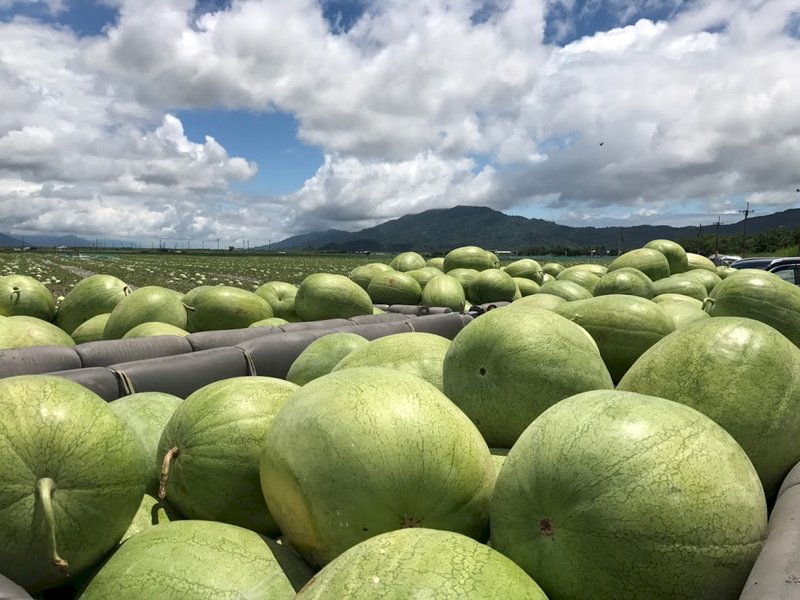 旬を迎える花蓮の大きなスイカ、花蓮県が販促イベント