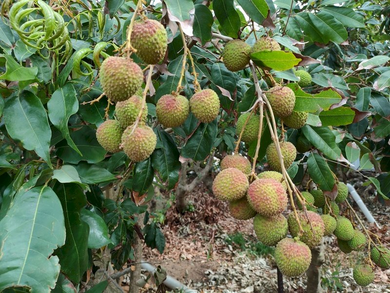 台湾で最も早い！屏東県恆春鎮のライチ「玉荷包」出荷！