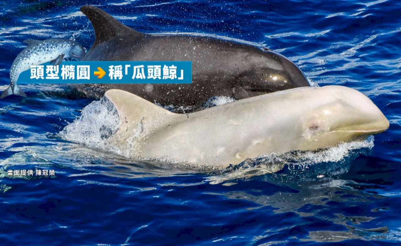 アルビノの“パパイヤ頭”のクジラ、2年ぶりに花蓮で再会