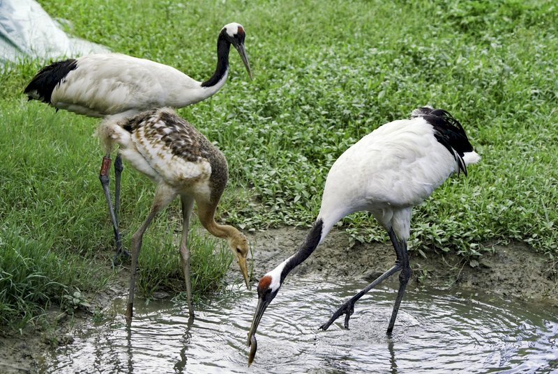 台北市立動物園のタンチョウのヒナ、9/9から名前募集